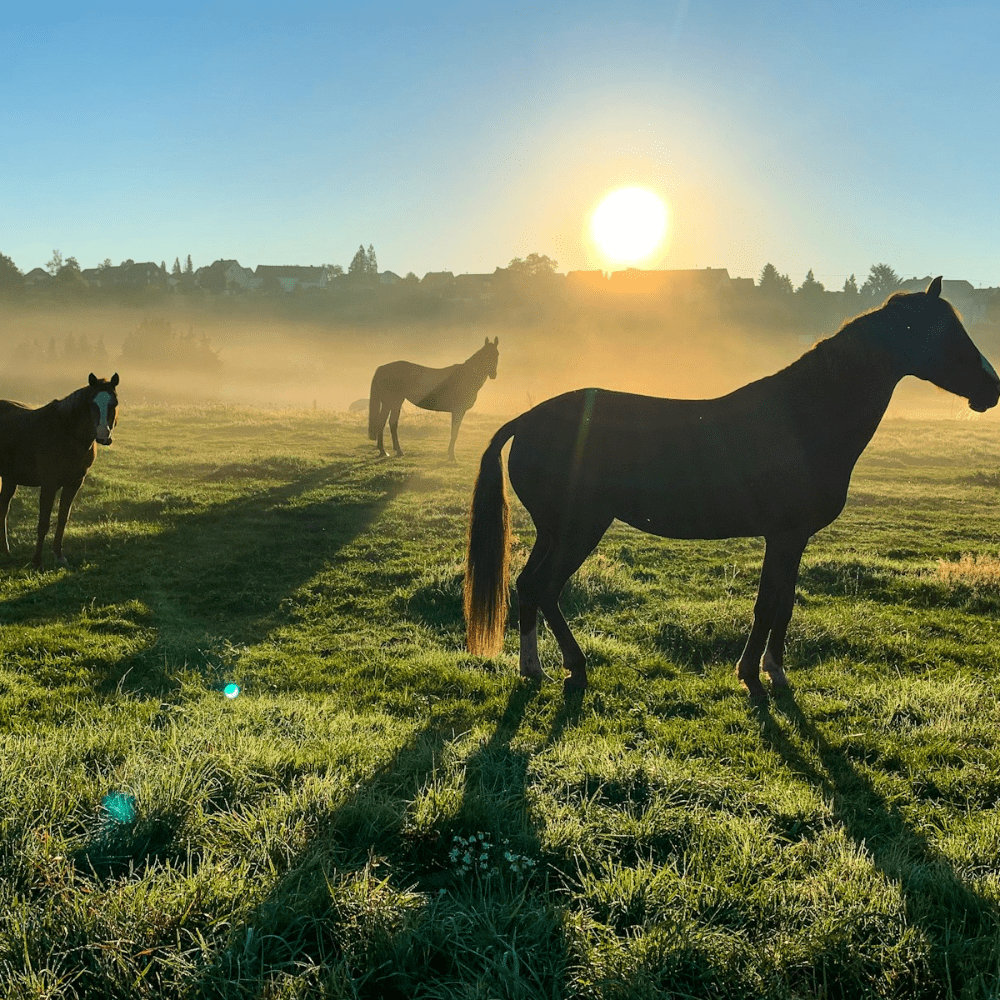 A passionate equestrian at heart