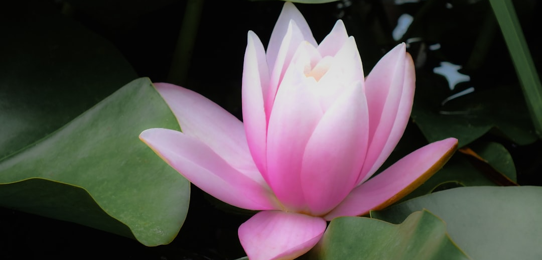Wellbeing Lifestyle